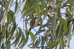 Ptilotula flavescens