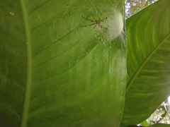 Latrodectus geometricus