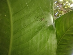 Latrodectus geometricus