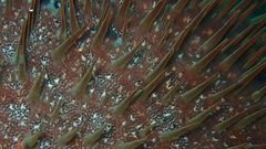 Acanthaster planci