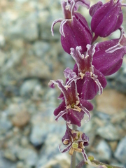 Streptanthus glandulosus pulchellus