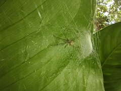 Latrodectus geometricus