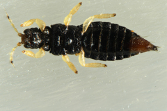 Thripoidea