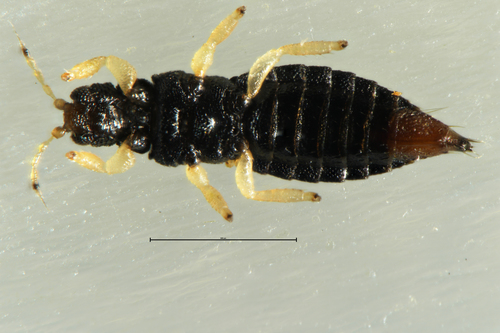 Greenhouse Thrips photo 3