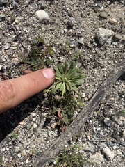 Chorizanthe parryi parryi