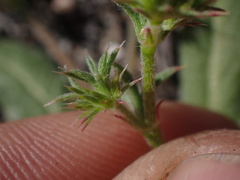 Chorizanthe parryi parryi
