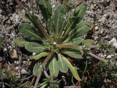Chorizanthe parryi parryi