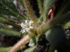 Chorizanthe parryi parryi
