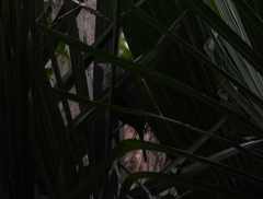 Colluricincla rufogaster rufogaster