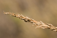 Eragrostis atropioides