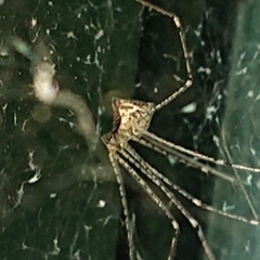 Pholcidae