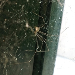 Pholcidae