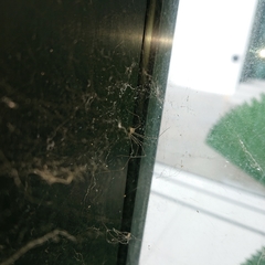 Pholcidae