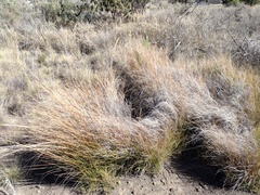 Eragrostis atropioides