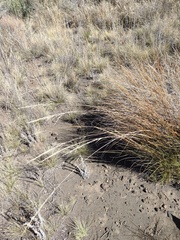 Eragrostis atropioides