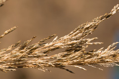 Eragrostis atropioides