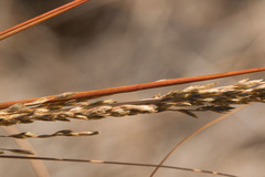 Eragrostis atropioides