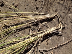 Eragrostis atropioides