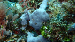 Dysideidae
