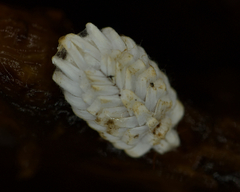 Arctorthezia occidentalis