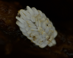 Arctorthezia occidentalis