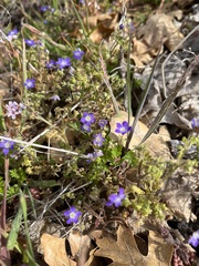 Nemophila pulchella
