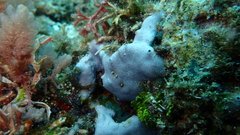 Dysideidae
