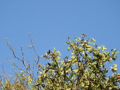 Psittacanthus calyculatus