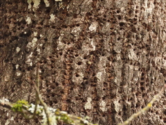 Sphyrapicus ruber