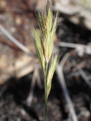 Festuca octoflora