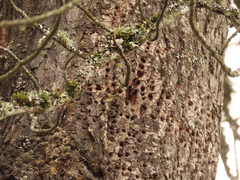 Sphyrapicus ruber