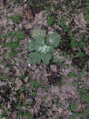 Salvia aethiopis