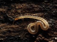 Schendyla nemorensis