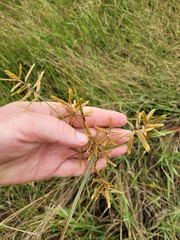 Cyperus chrysanthus