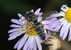 Synocoelioxys