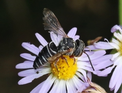 Synocoelioxys