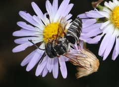 Synocoelioxys