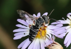 Synocoelioxys
