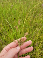 Cyperus rigidifolius