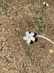 Linanthus dichotomus