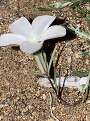 Linanthus dichotomus