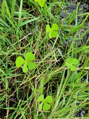 Marsilea farinosa