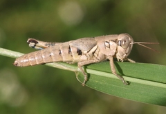 Melanoplus cameronis
