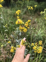 Senecio halimifolius