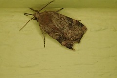 Cryptocala acadiensis