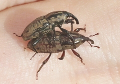 Sphenophorus cariosus