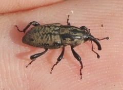 Sphenophorus cariosus