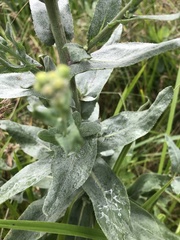 Senecio halimifolius