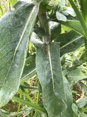 Senecio halimifolius