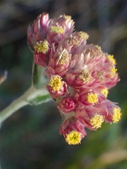 Pseudognaphalium roseum